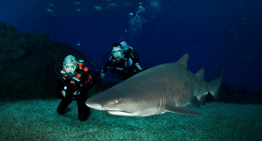 Palma de Mallorca: Shark Dive at Palma Aquarium - Thirty minutes beside sharks, rays, and fish