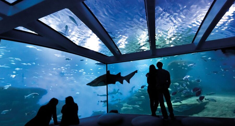 Palma de Mallorca: Shark Dive at Palma Aquarium - Timing around flights and weather