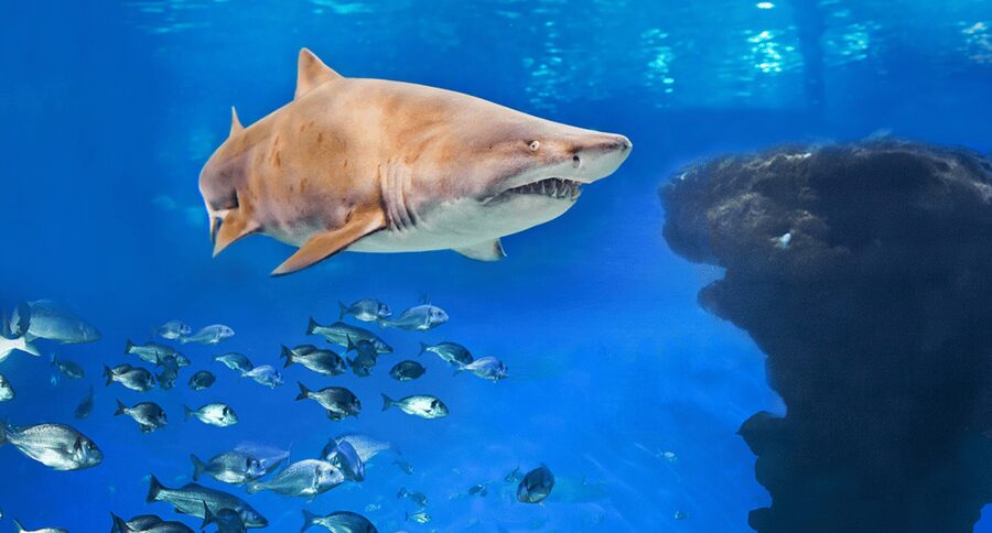 Palma de Mallorca: Shark Dive at Palma Aquarium - The 40-minute briefing sets the tone