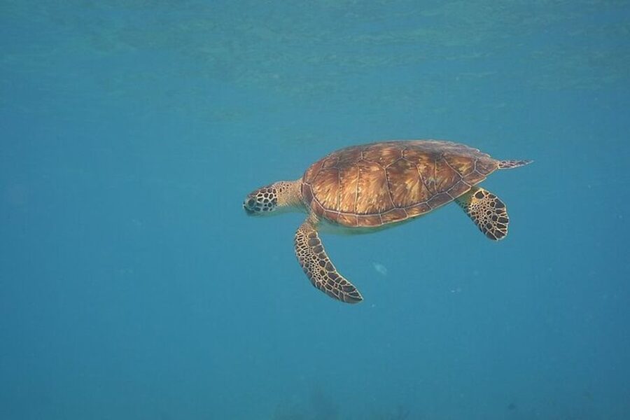 Panama City Beach: Beginners Scuba Diving Tour - Booking and cancellation details to check