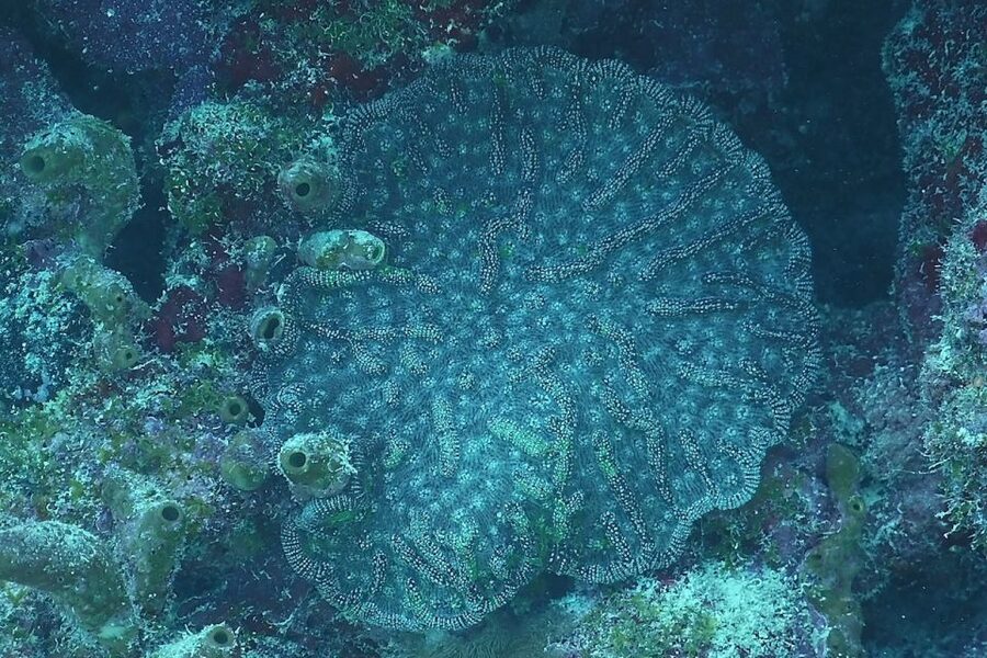 Panama City Beach: Beginners Scuba Diving Tour - Is $99 a fair price?