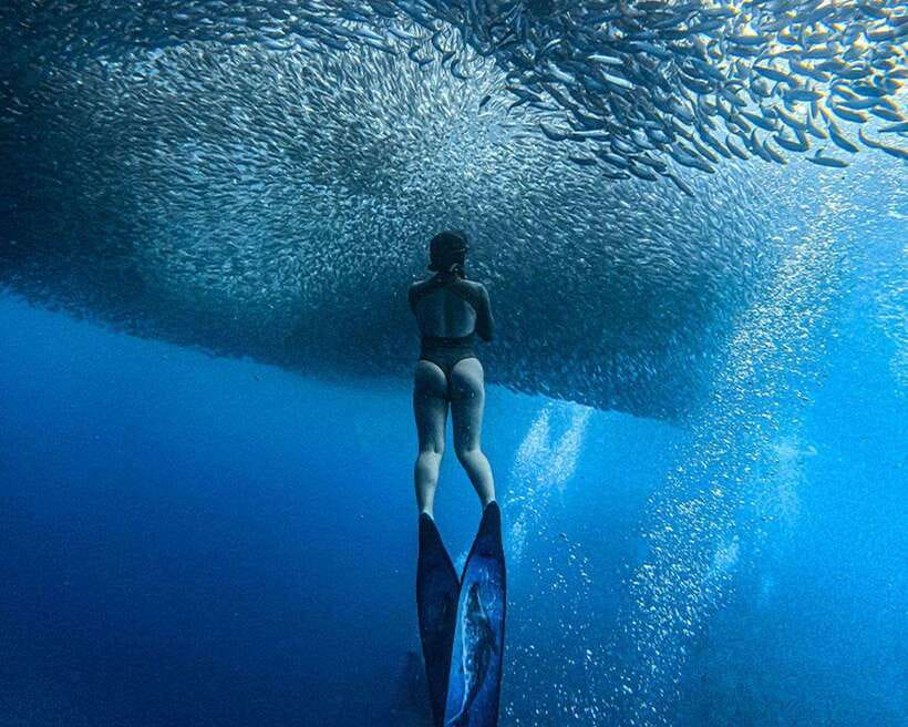 Panglao: Napaling Reef and Sardines Freediving Experience - Key points to know before you book