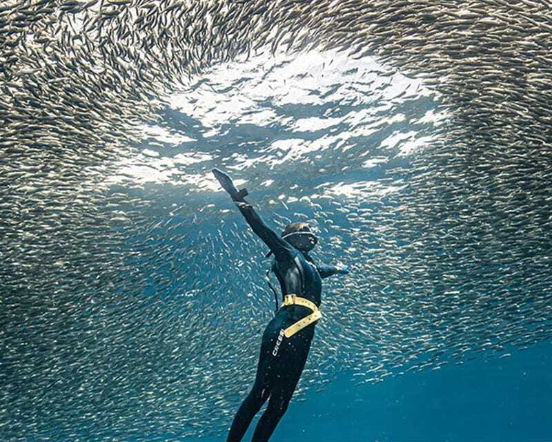 Panglao: Napaling Reef and Sardines Freediving Experience - Who should book this Napaling experience?