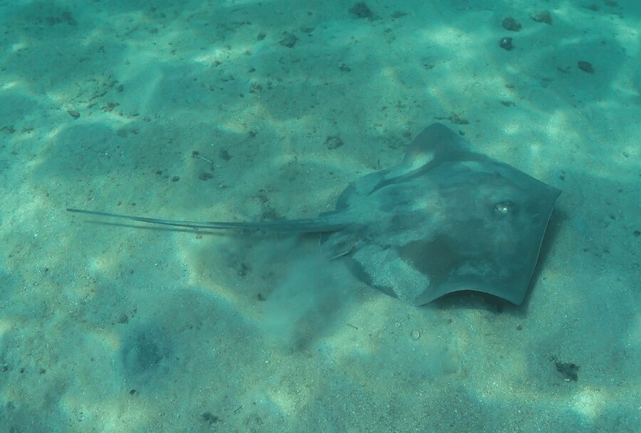 Paraty: Discovery Scuba Diving Experience for Beginners - What the $150 price includes