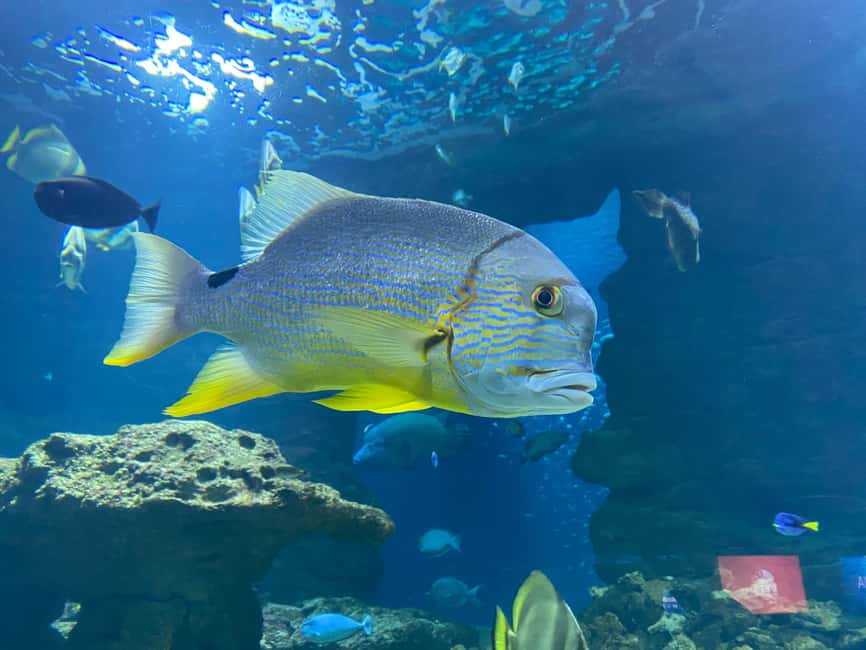 Paris: Aquarium de Paris, A Dive into the Deep Blue Wonder - Entering beneath Trocadéro Gardens