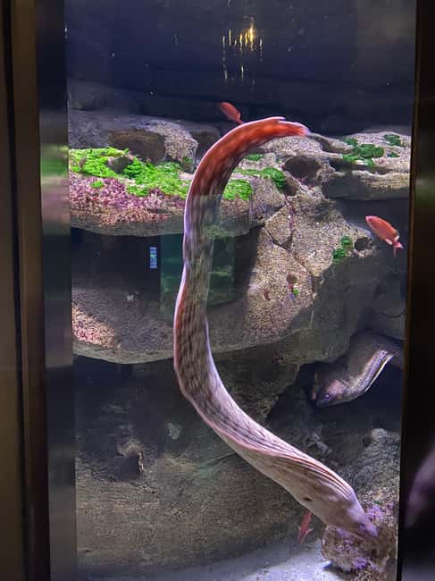 Paris: Aquarium de Paris, A Dive into the Deep Blue Wonder - The Médusarium and its glowing jellyfish