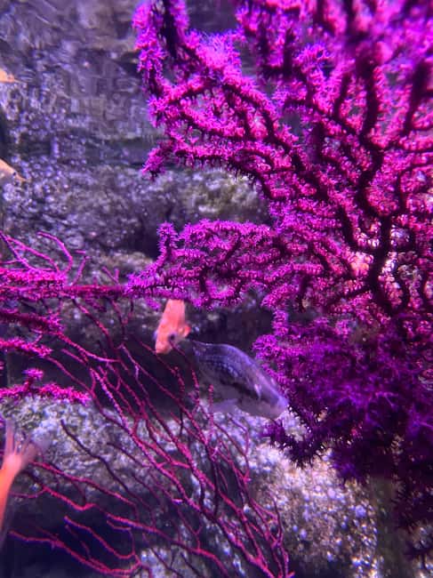 Paris: Aquarium de Paris, A Dive into the Deep Blue Wonder - Koi ponds and hands-on learning