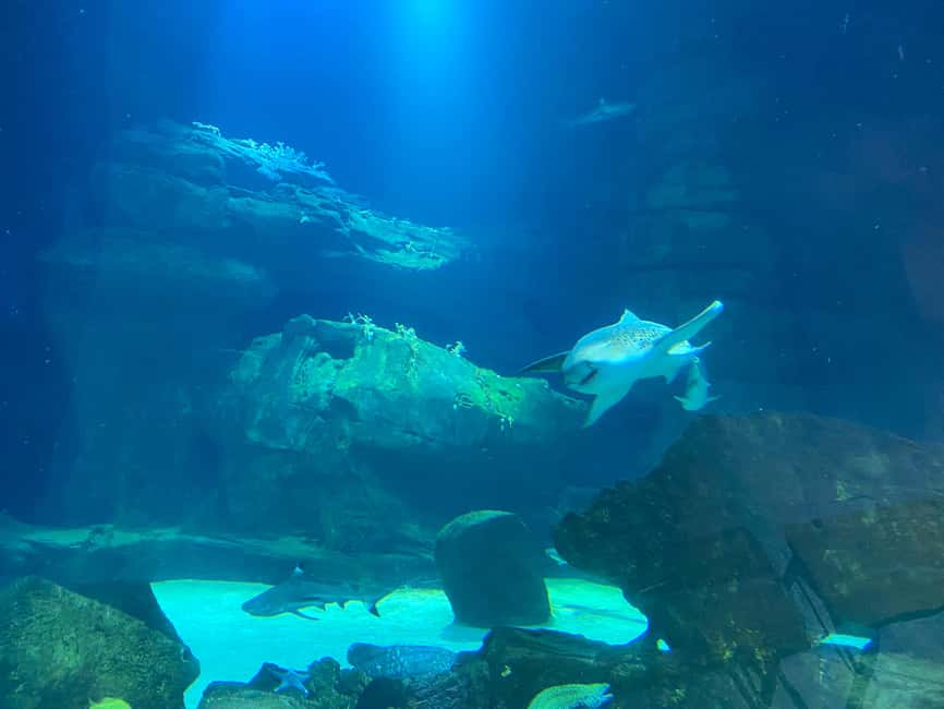 Paris: Aquarium de Paris, A Dive into the Deep Blue Wonder - Shows, feedings, and timing your visit