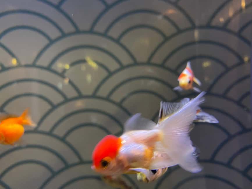 Paris: Aquarium de Paris, A Dive into the Deep Blue Wonder - Booking, cancellation, and access details