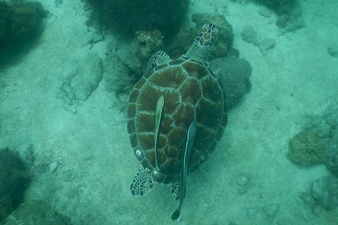 Pattaya PADI Scuba Diving Two Exciting Try Dives with PADI Instructor in Pattaya - The 8:00 am start and hotel pickup