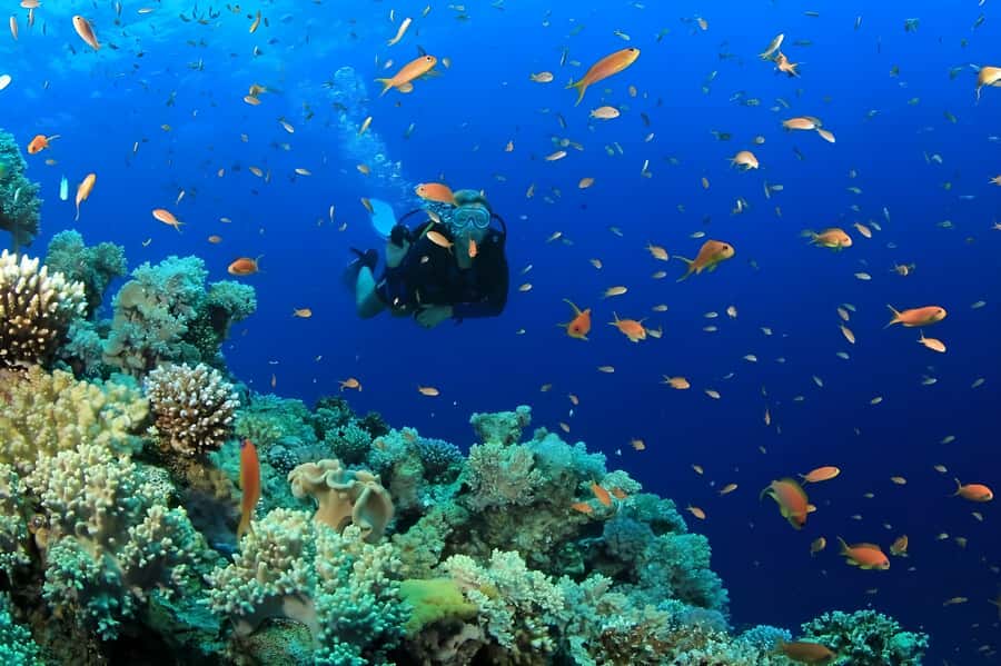Pattaya: Snorkeling or Beginner Scuba Diving Tour with lunch - Key points to know before booking