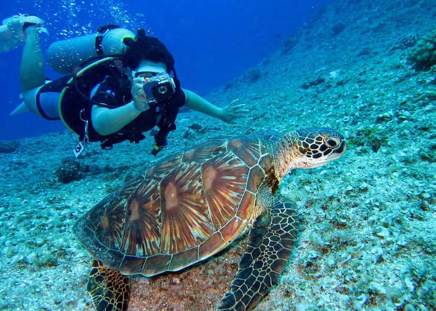 Pattaya: Snorkeling or Beginner Scuba Diving Tour with lunch - Coral reefs, tropical fish, and possible turtles