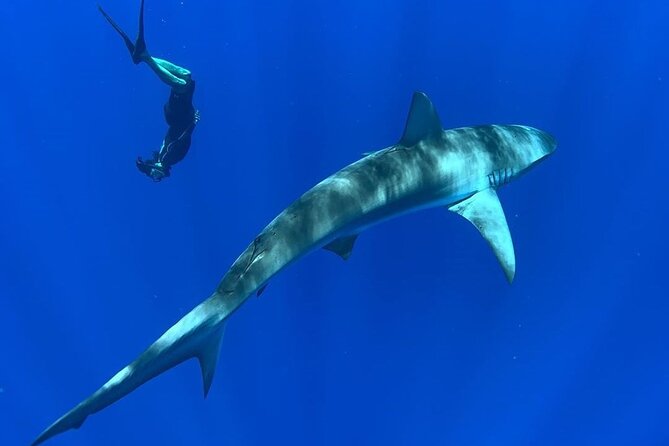 Pelagic Shark Dive Tour - Why the small group improves the experience