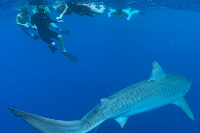 Pelagic Shark Dive Tour - Is $150 a fair price for this North Shore outing?