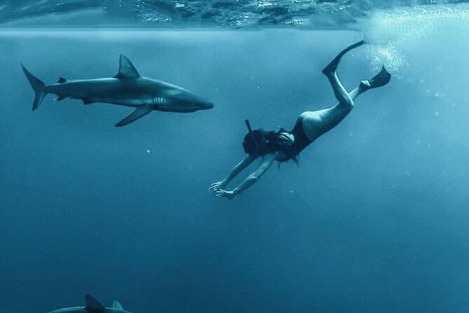 Pelagic Shark Dive Tour - Entering the water with the safety diver