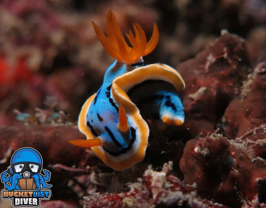 Perth: Rottnest Island Scuba Diving Day Trip-Certified Diver - Two underwater sessions, chosen for the day