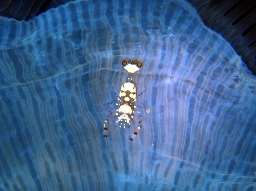 Phu Quoc: Scuba Diving Experience for All Levels - What makes the underwater experience worthwhile
