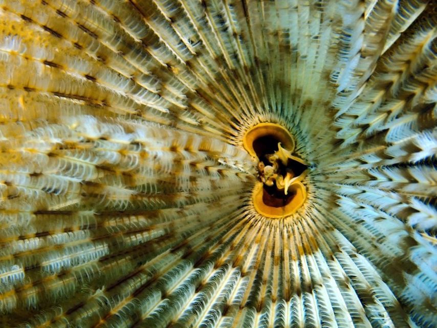 Phu Quoc: Scuba Diving Experience for All Levels - Who should book this Phu Quoc outing