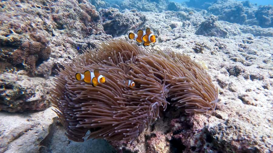 Phuket: Coral Reef Scuba Diving Experience at G Beach Club - Should You Book This Phuket Reef Experience?