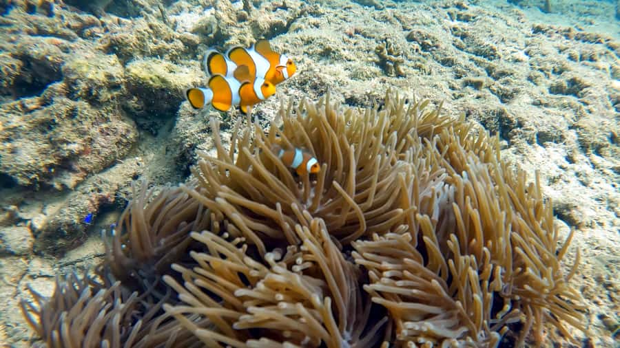 Phuket: Coral Reef Scuba Diving Experience at G Beach Club - What Happens During the Four-Hour Session