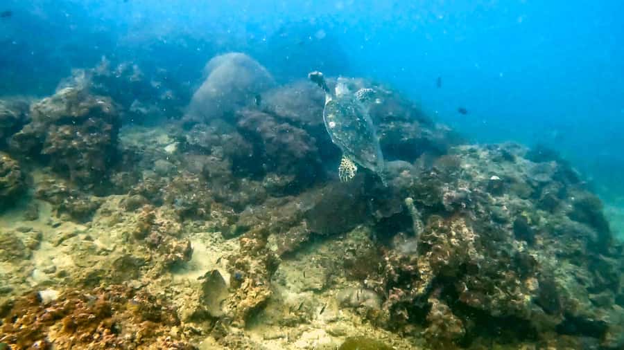 Phuket: Coral Reef Scuba Diving Experience at G Beach Club - Equipment and Safety Before You Enter