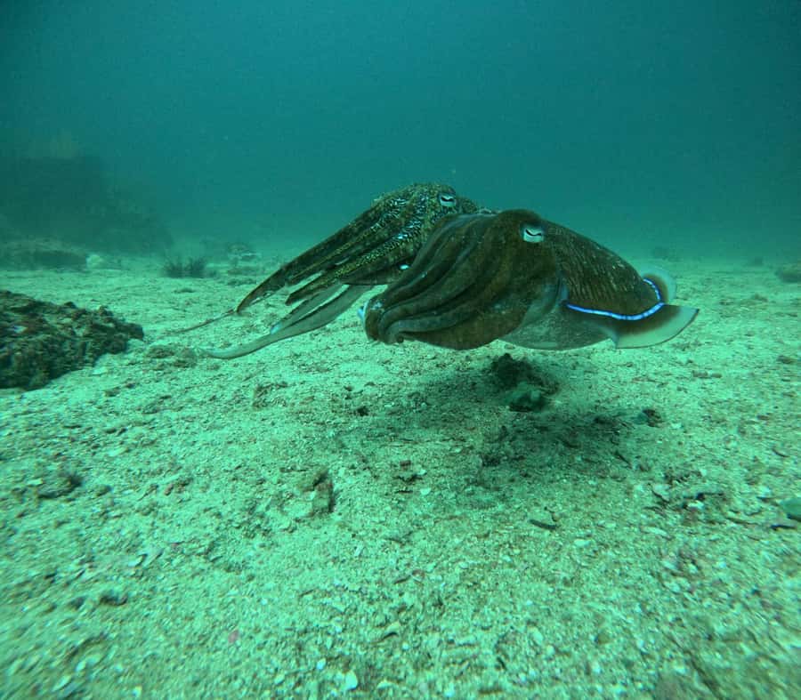 Phuket: Coral Reef Scuba Diving Experience at G Beach Club - What the Included Extras Are Worth