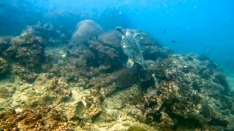 Phuket: Coral Reef Scuba Diving Experience at G Beach Club - Who Will Enjoy This Most