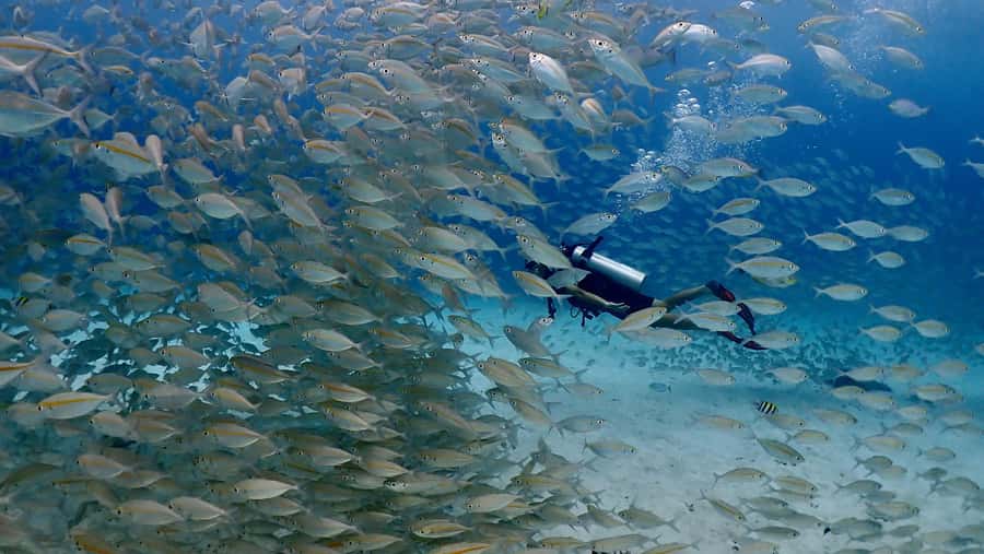 Phuket: Discover Scuba Diving to Racha Yai Island - At a glance