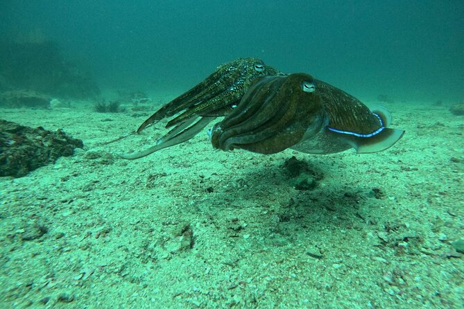 Phuket: PADI Discover Scuba Diving 1 beach dive - Key points to know before you book