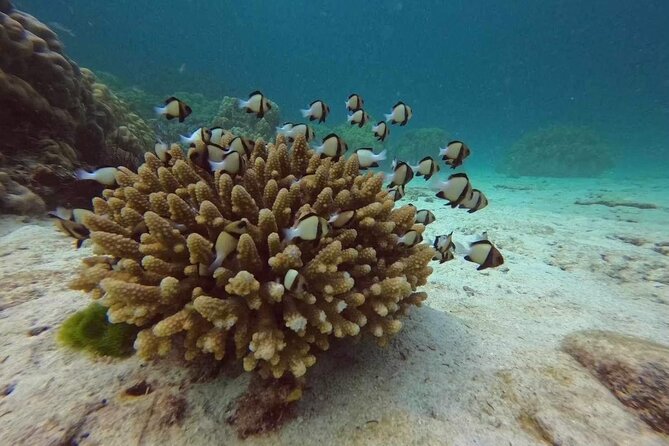 Phuket: Scuba Dive Racha and Coral Islands with Snorkeling Tour - Coral Island adds beach time, not another major lesson