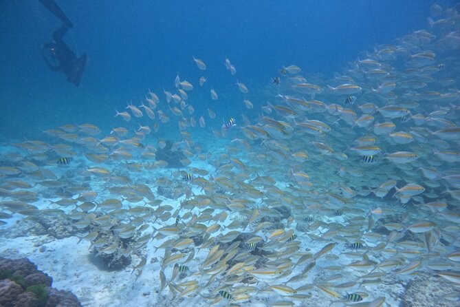 Phuket: Scuba Dive Racha and Coral Islands with Snorkeling Tour - Who will get the most from this Phuket outing?