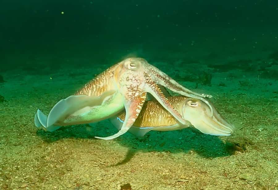 Phuket: SCUBA Diving Day Trip King Cruiser, Shark Point, KDM - Booking details that can save you trouble
