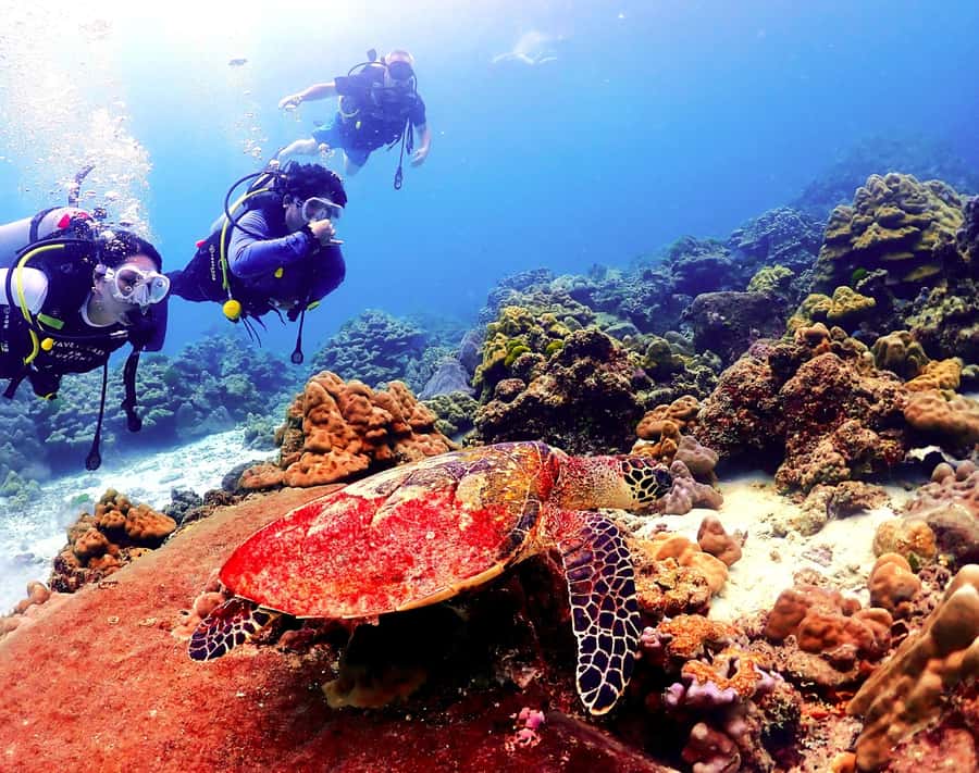 Phuket: Scuba Diving Maithon Or Racha Islands For All Levels - Picking the right Phuket underwater trip