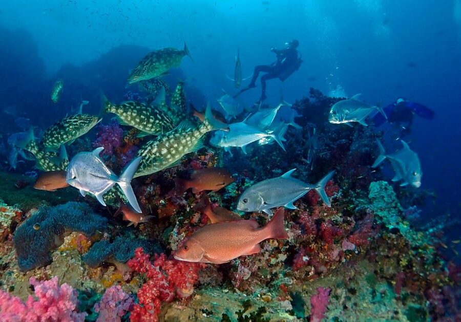 Phuket: Scuba Diving Maithon Or Racha Islands For All Levels - Should you book this Phuket scuba trip?