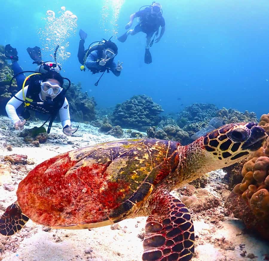 Phuket: Scuba Diving Maithon Or Racha Islands For All Levels - What the small groups mean underwater
