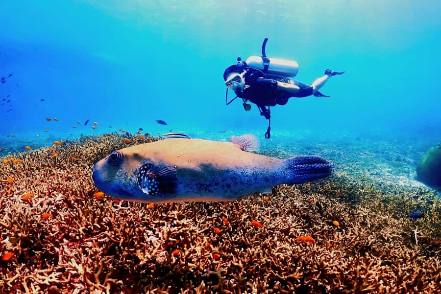 Phuket: Scuba Diving Maithon Or Racha Islands For All Levels - The boat, meals, and surface time