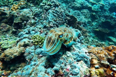 Phuket Scuba Diving Maiton Private Island Small Group or Snorkel