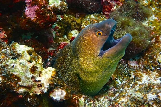 Phuket Scuba Diving Maiton Private Island Small Group or Snorkel - Marine life, water clarity, and realistic expectations