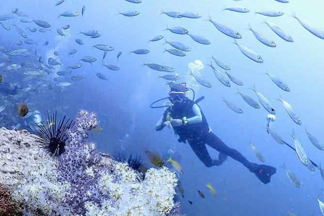 Phuket Scuba Diving Phi Phi Islands (Certified Divers Only) - Why Turtle Rock makes a good first stop