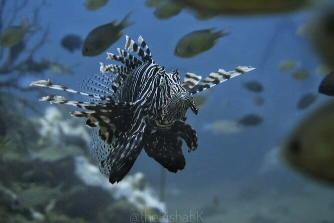 Phuket Scuba Diving Phi Phi Islands (Certified Divers Only) - A 7:15am start keeps the day moving