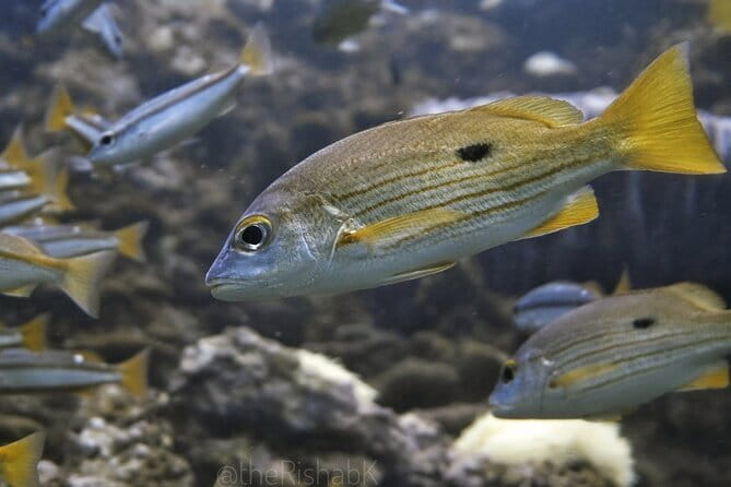 Phuket Scuba Diving Phi Phi Islands (Certified Divers Only) - Ko Bida Nok brings walls, caves, and marine life