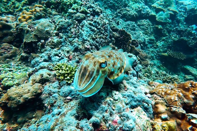 Phuket Scuba Diving: Racha Island Or Maiton Island For All Levels - Chalong Pier, pickup, and timing