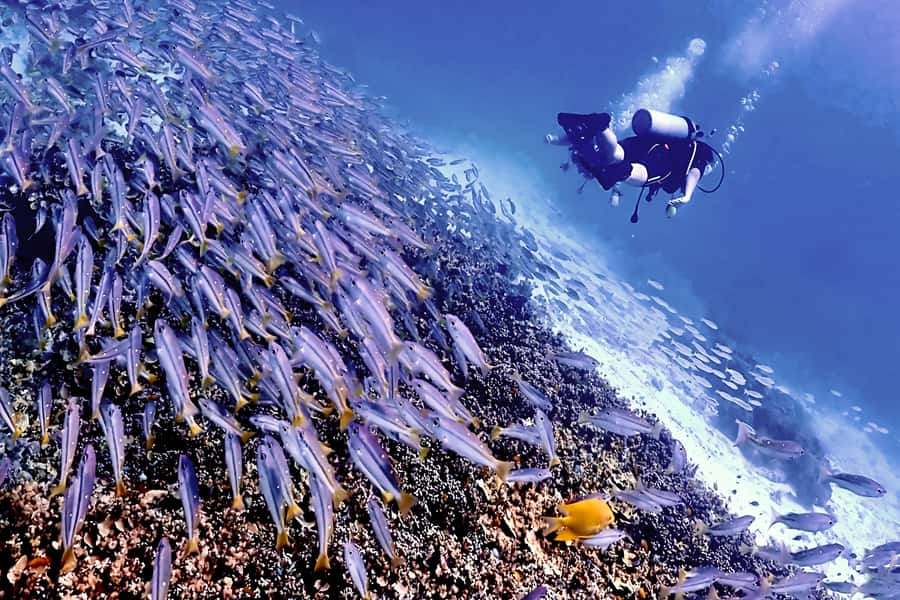 Phuket Scuba Diving Racha Islands 1-3 Dives For All Levels - Key things to know before booking