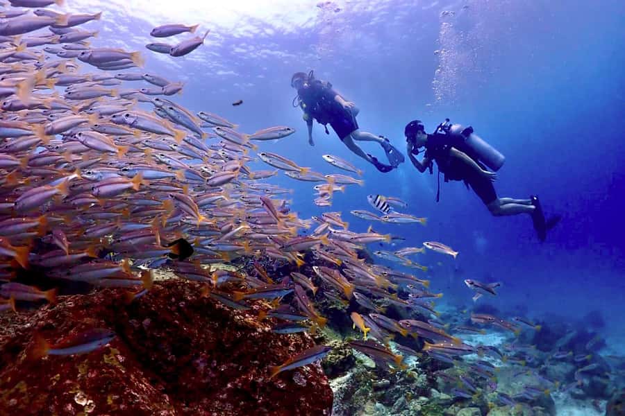 Phuket Scuba Diving Racha Islands 1-3 Dives For All Levels - Racha Yai and Racha Noi: two different underwater days