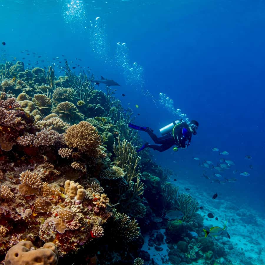 Phuket Scuba Diving Racha Islands 1-3 Dives For All Levels - Marine life, visibility, and realistic expectations