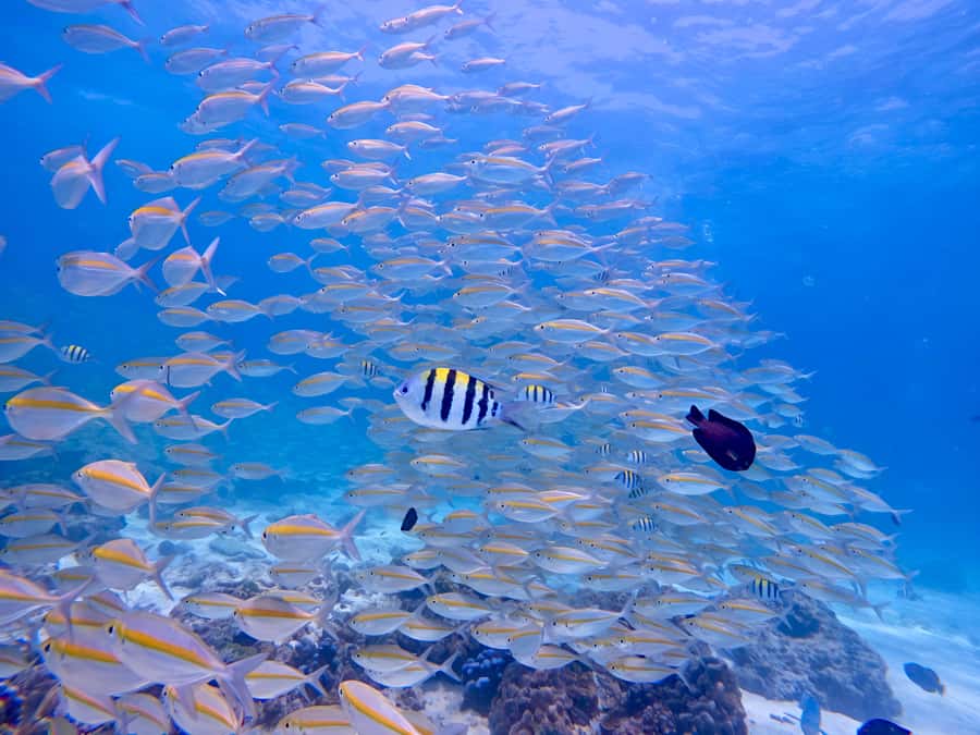 Phuket Scuba Diving Racha Islands 1-3 Dives For All Levels - Is the $147 price good value?
