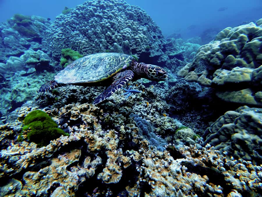 Phuket Scuba Diving Racha Islands 1-3 Dives For All Levels - Should you book it?