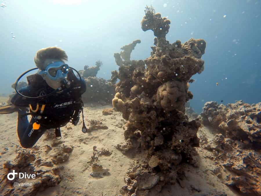 Pivate scuba diving in the Red Sea of Aqaba - What beginners learn before entering the Red Sea