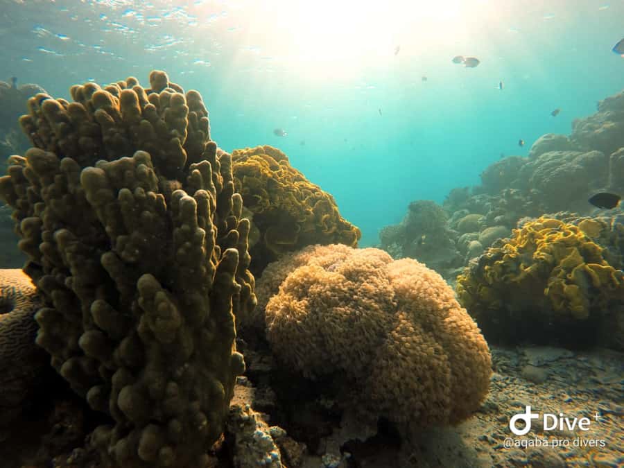 Pivate scuba diving in the Red Sea of Aqaba - Underwater photos are part of the appeal