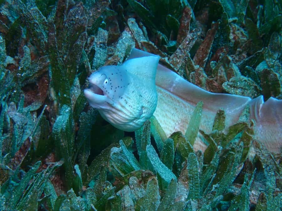 Pivate scuba diving in the Red Sea of Aqaba - Who should book this private experience?